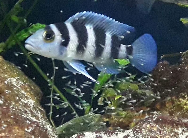 Neolamprologus tretocephalus